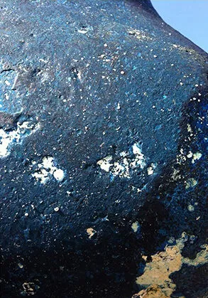 Macro-photographie abstraite de coque de bateau, série CAréNage, Les Embiez